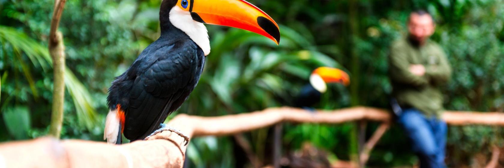 Iguacu Doğal Parkı Girişi